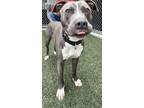 Adopt Canola a Pit Bull Terrier, Mixed Breed