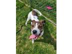 Adopt Neffie a Pit Bull Terrier, Mixed Breed