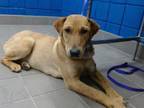 Adopt SHYLA a Labrador Retriever, German Shepherd Dog