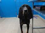 Adopt WILLOW a Black and Tan Coonhound, Mixed Breed