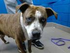Adopt BETTY a American Staffordshire Terrier, Mixed Breed