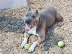 Adopt KATRINA a Pit Bull Terrier, Mixed Breed