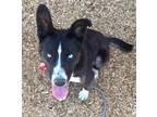 Adopt RIVER a Border Collie, Mixed Breed