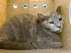 Adopt SWEET PEA a Domestic Short Hair