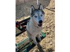 Adopt PORSCHE a Siberian Husky