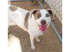 Adopt CIAO a Australian Cattle Dog / Blue Heeler, Mixed Breed