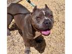 Adopt GLORIA a Pit Bull Terrier, Mixed Breed
