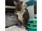 Adopt Fiona a Domestic Short Hair