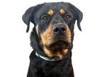 Adopt Princess a Rottweiler, Mixed Breed