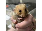 Adopt KELLY a Hamster