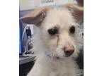 Adopt MILA a Terrier, Mixed Breed