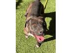 Adopt SIRYN a Pit Bull Terrier, Mixed Breed