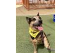 Adopt NALA a Australian Cattle Dog / Blue Heeler