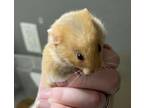 Adopt ERIN a Hamster