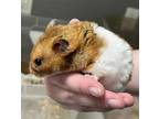 Adopt PHYLLIS a Hamster