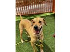 Adopt STELA a Labrador Retriever