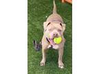 Adopt BUNNY a Pit Bull Terrier
