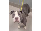 Adopt FRECKLES a Pit Bull Terrier