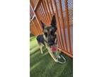 Adopt CHERRY a German Shepherd Dog