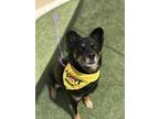 Adopt MISSY a Rottweiler, Mixed Breed