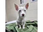 Adopt Squirt a West Highland White Terrier / Westie, Scottish Terrier