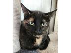 Adopt Jade a Domestic Short Hair