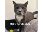 Adopt Milky a Domestic Short Hair