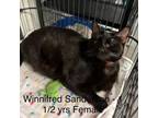 Adopt Winnifred Sanderson a Domestic Short Hair