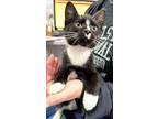 Adopt CAPRICE a Domestic Short Hair