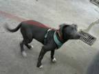 Adopt OYSTER a Pit Bull Terrier