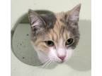 Adopt Tiramisu a Dilute Calico, Domestic Short Hair