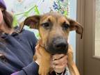 Adopt Ollie a Mixed Breed