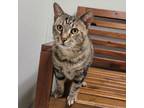 Adopt Pigeon - Available for foster to adopt a Domestic Short Hair