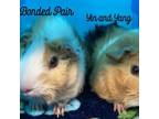 Adopt Yang a Guinea Pig