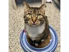 Adopt Elia a Domestic Short Hair