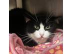 Adopt Veronica a Domestic Short Hair