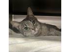 Adopt Cinder a Domestic Short Hair