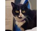 Adopt Brooke a Domestic Short Hair