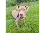 Adopt Misty a Mixed Breed