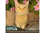 Adopt Michelle a Domestic Short Hair