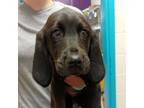 Adopt Whiskey a Bloodhound, Black Labrador Retriever