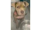 Adopt BAMBI a Pit Bull Terrier, Mixed Breed