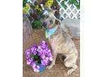 Adopt TESSA a Pit Bull Terrier, Mixed Breed