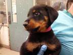 Adopt NUMBAH 2* a Doberman Pinscher, Rottweiler