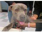 Adopt EARL GREY a Pit Bull Terrier