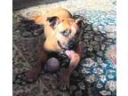 Adopt SISTER a Black Mouth Cur, Boxer