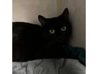 Adopt Stella a Domestic Short Hair