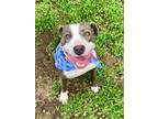 Adopt Phoebe a Pit Bull Terrier, Mixed Breed