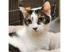 Adopt Tinker a Domestic Short Hair