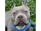 Adopt Ducky a Mixed Breed, Pit Bull Terrier